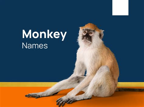 1220+ Monkey Names for Your Cheeky Companion! (+Generator)