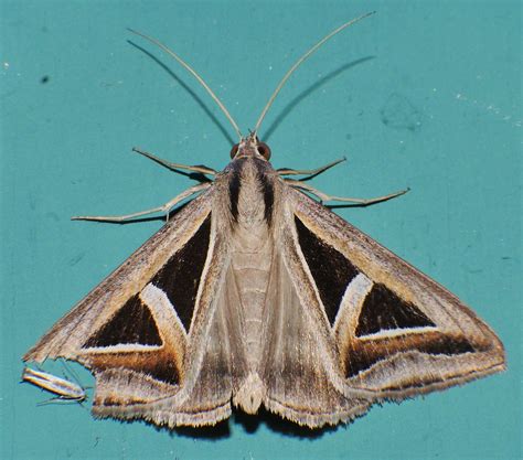 Dark Triangles Moth Trigonodes Hyppasia Euclidiini Erebina Flickr