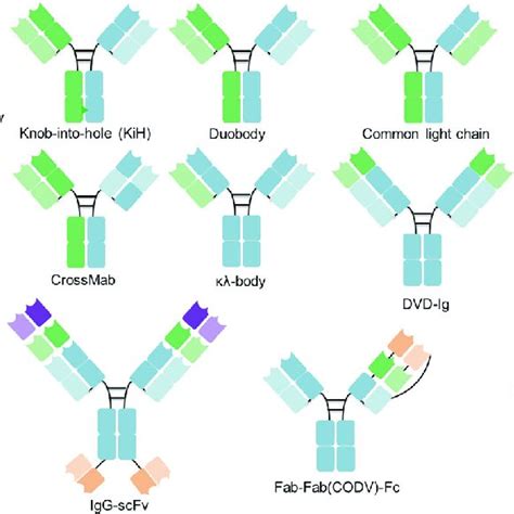 Schematic Overview Of The Igg Antibody Structure And Representative