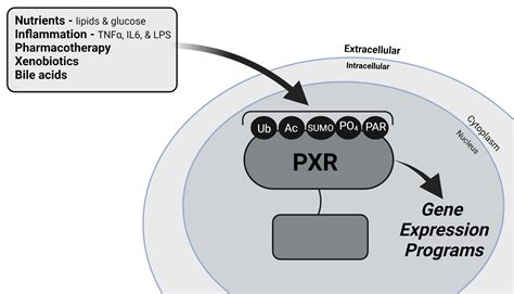 Cells Free Full Text The Interface Between Cell Signaling Pathways