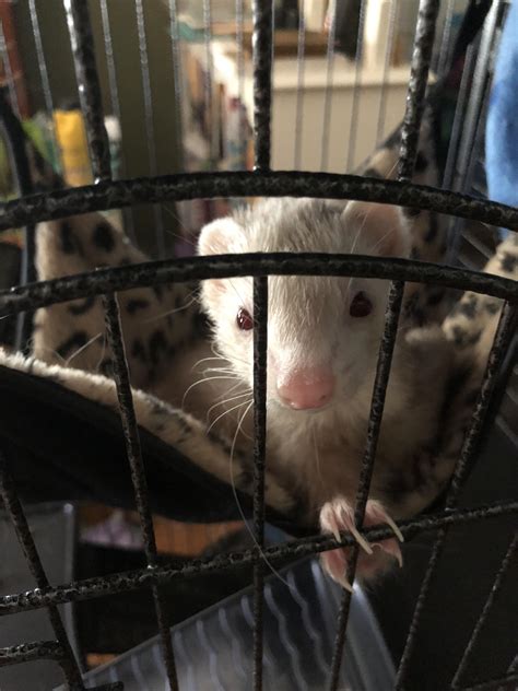 guide to ferret not drinking step by step 9