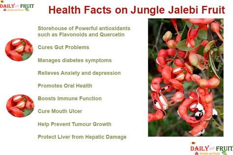 Health Facts On Jungle jalebi Fruit Kodukkapuli - dailyonefruit