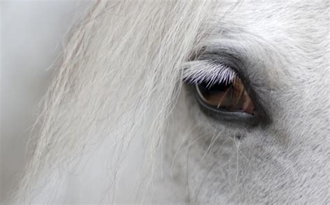 Common Equine Eye Myths Elite Equine