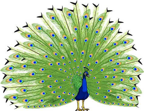 Peacock Display Exotic Birds Nature Png