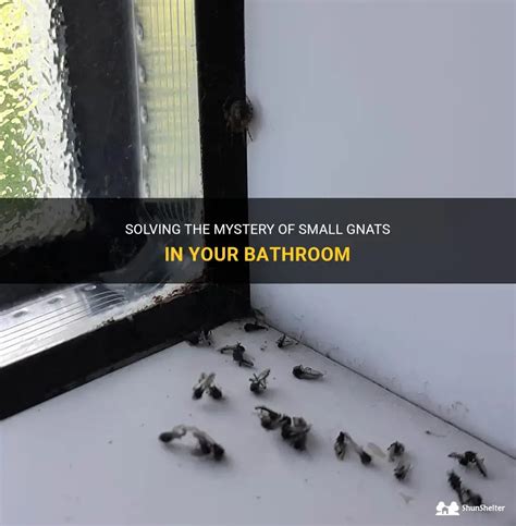 Solving The Mystery Of Small Gnats In Your Bathroom | ShunShelter