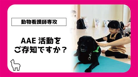 【動物看護師専攻】aae活動をご存知ですか？ 【スタッフブログ】eco日記｜名古屋eco動物海洋専門学校