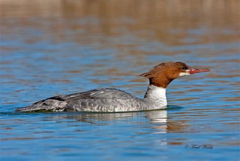 fred walsh photos: Common Merganser, female