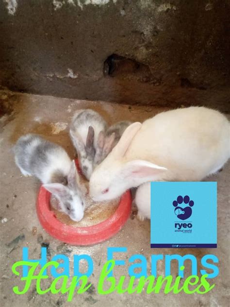 Exotic Rabbits Ryeofarms Abeokuta Agriculture Nigeria