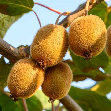 Kiwi Femelle Actinidia Hayard Le Chatel Des Vivaces