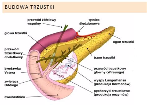 Pediatria Ostre Zapalenie Trzustki U Dzieci Flashcards Quizlet