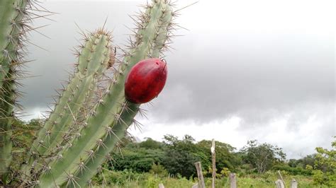 Cuántos tipos de cactus hay y cómo se cuidan Jardineria On