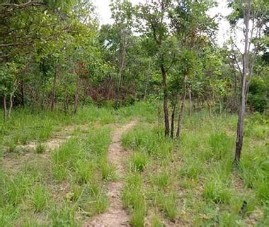 Corpo decapitado e carbonizado é encontrado em estrada que dá acesso à