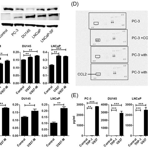 Blockade Of The CCL2CCR2 Or CCL17 22CCR4 Axis Inhibits The Migration