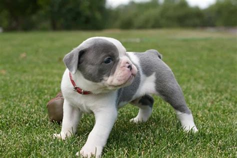 Blue English Bulldog A Guide To Care Exercise And Diet