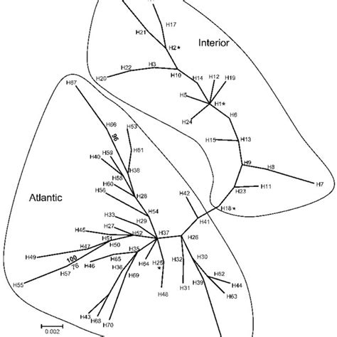 Unrooted Phylogram Illustrating The Best Maximum Likelihood ML