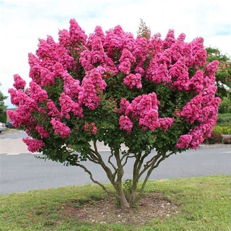 Lilas Des Indes Plantation Exposition Et Conseils D Entretien