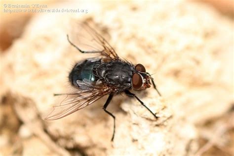 Calliphora Sp 1095405 Biodiversidad Virtual Invertebrados