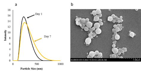 A Particle Size Distribution And B Sem Image Of The Nanoparticles