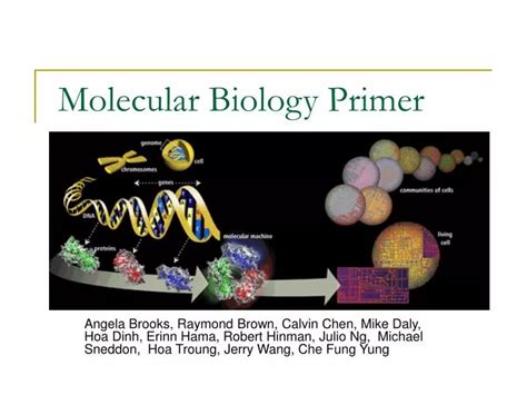 Ppt Molecular Biology Primer Powerpoint Presentation Free Download Id 3759676