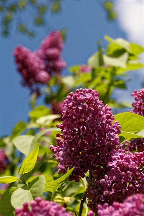 Lilac Tree Blossom - Free photo on Pixabay - Pixabay