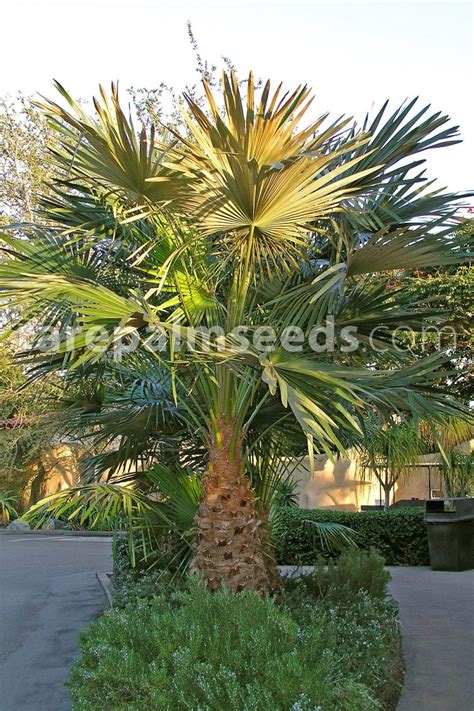 Livistona Fulva Blackdown Fountain Palm Buy Seeds At