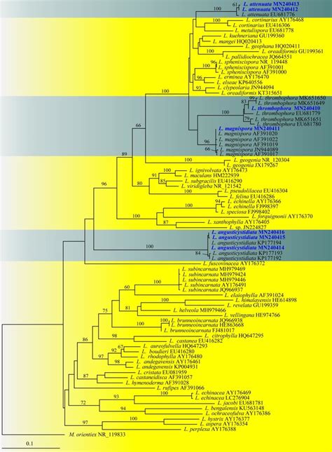 Maximum Likelihood Phylogenetic Tree Based On Nrits Sequences Of Download Scientific Diagram