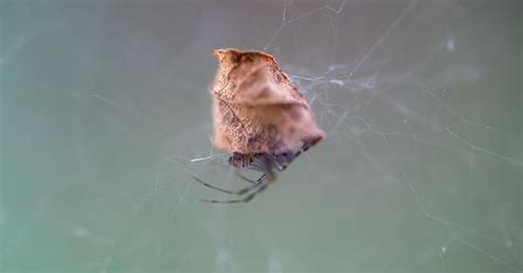 Common American House Spider Just After A Molt Album On Imgur