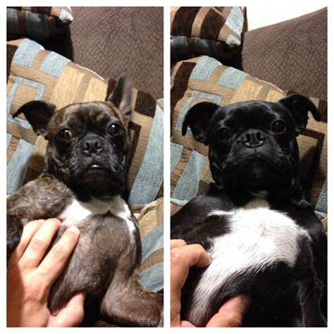 Jack and Guinness - Boston terrier / pug mix Boston Terrier Pug, Pug