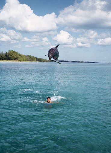 Caribbean Bottlenose Dolphin - Sea Life and Marine Animals in Belize #1 ...