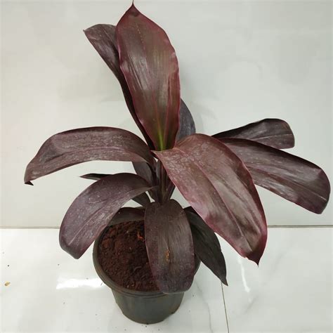 Cordyline Terminalis Ruby Nurserybuy