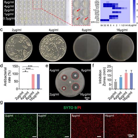 Screening For Drug Susceptibility Of Staphylococcus Aureus A