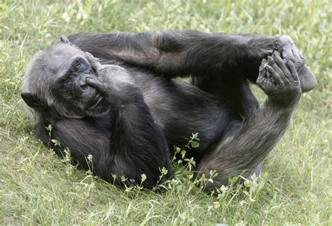 Nih Retires Last 50 Chimps From All Biomedical Research Newsweek