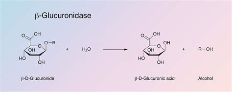 Glucuronidase, Beta - Worthington Enzyme Manual | Worthington Biochemical