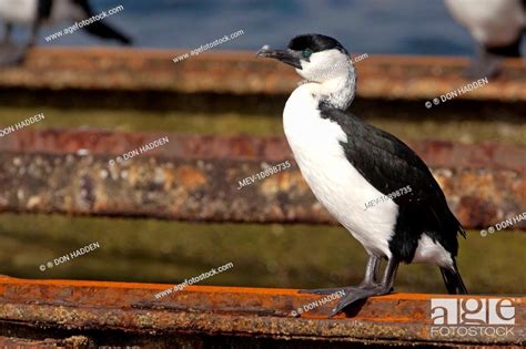 Black Faced Cormorant Black Faced Shag Phalacrocorax Fuscescens