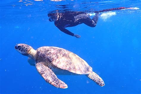 渡嘉敷島 ウミガメ の遊び・体験【アソビュー！】