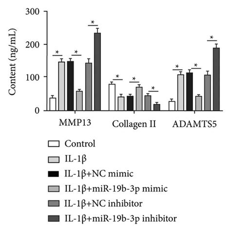 Effect Of MiR 19b 3p On Chondrocytes A The MiR 19b 3p Expression In