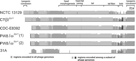 Genome Alignment Of Tox Prophages Identified In The Sequenced C