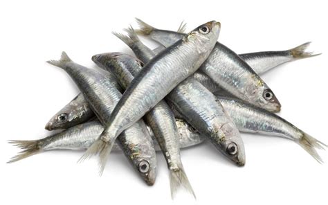 What Is A Sardine With Pictures