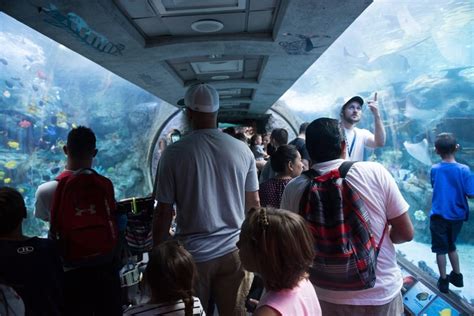 Aquarium Of The Pacific Things To Do Tickets And Hours