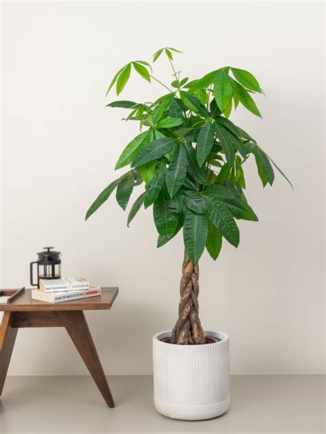 Twisted Trunk Pachira - Pachira Aquatica | Tall Indoor Plants | growhub AE