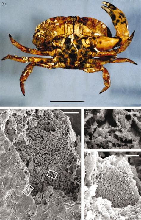 A The Ventral Surfaces Of C Pagurus Displaying The Characteristic