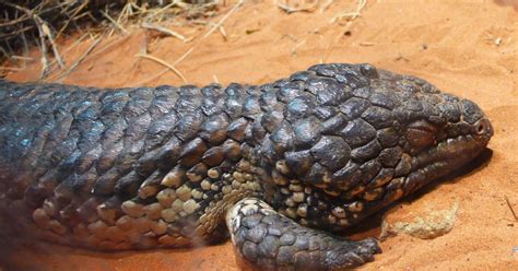 The Sleepy Lizard Awakens New Tools For Climate Change Research