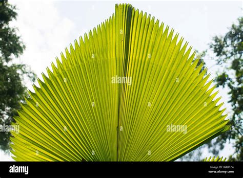 Anahaw leaves hi-res stock photography and images - Alamy