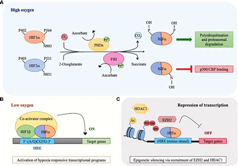 Frontiers Hypoxic Stress And Hypoxia Inducible Factors In Leukemias