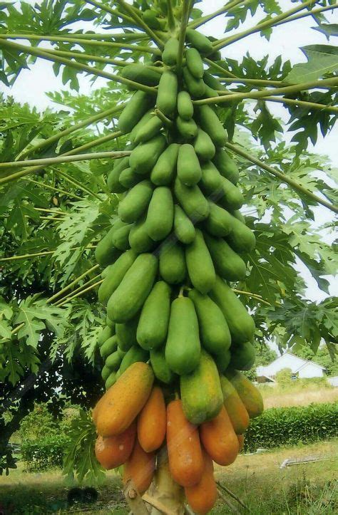 100 SEMILLAS Papaya Gigante Carica Papaya Semillas Del Mundo