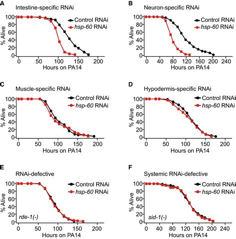 Mitochondrial Chaperone HSP60 Regulates Antibacterial Immunity Via