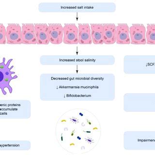 The Impact Of Excess Salt Intake On Gut Microbiota Composition And