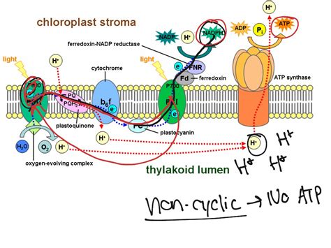 ShowMe - light dependent reaction