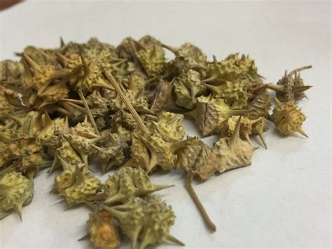 dried gokhru seed  rs kg  amritsar id
