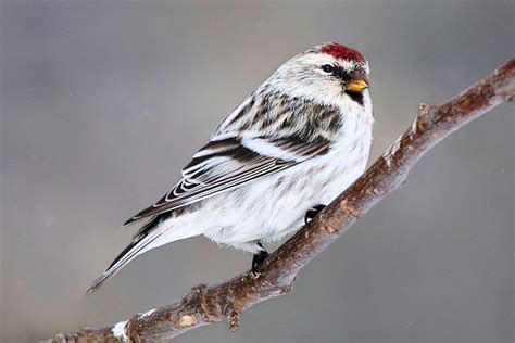 20 Top Minnesota Birds